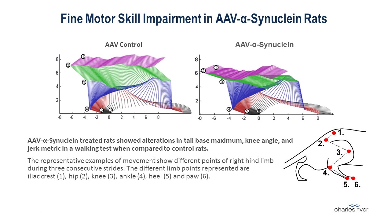 Composite graph of changes in 6 different parameters in a Parkinson’s disease rat model.