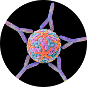 Charles River and Distributed Bio partner to offer a humanized scfv antibody library used for antibody screening, antibody discovery and antibody engineering. Antibody discovery platforms include the Superhuman antibody library, Tumbler antibody optimization and Abgenesis for the analysis of antibody library data and antibody discovery data. This antibody development technology is phage display technology and ideal for G protein coupled receptors (GPCRs), ion channels and CAR-T applications.
