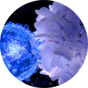 Antigen-specific T Cells