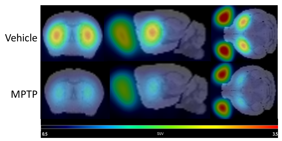 Imaging scans of a Parkinson’s disease model (MPTP) that shows the reduction of dopamine transporter levels - seen as a reduction in red and yellow image intensity.