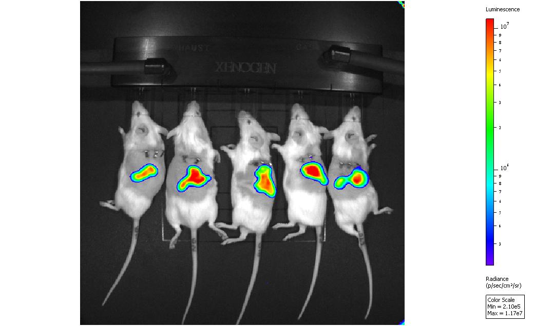 Real-time in vivo bioluminescent imaging (IVIS) of thigh infection in murine models. 