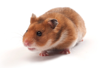 lvg hamster