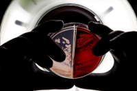 technician holding a microbial sample