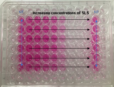 Example of a 96-well plate of a positive control (sodium dodecyl sulfate) used in the Neutral Red Uptake assay (NRU).