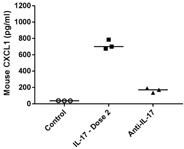 Graph showing IL17 antibody blocks serum CXCL1 production in IL17 challenged mice.