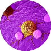 The immune system fighting cancer cells- Charles River has a range of immune-oncology models and assays.