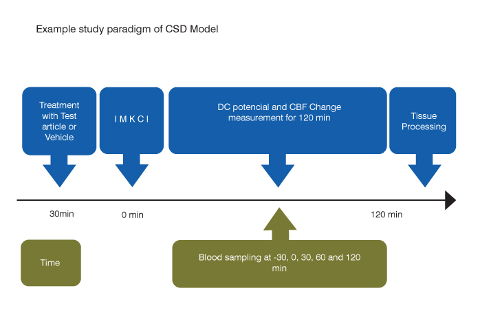 example study paradigm of cortical spreading depression (CSD) model of migraine