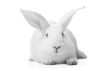 white rabbit