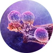 Syngeneic mouse models involve implantation of mouse tumor tissue into mice with the same genetic background, allowing cancer immunotherapies to be tested in an intact immune system.