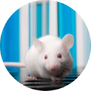 White mouse with test tubes