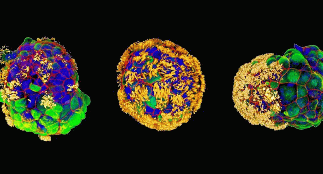 Images of three arthrobots with hair-like cilla.