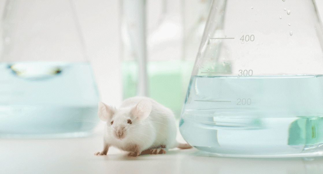 Rodent surrounding by beakers