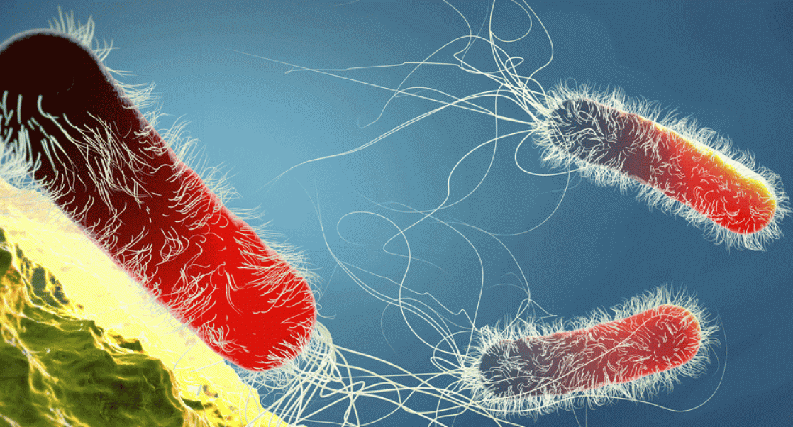 Pseudomonas aeruginosa bacteria 