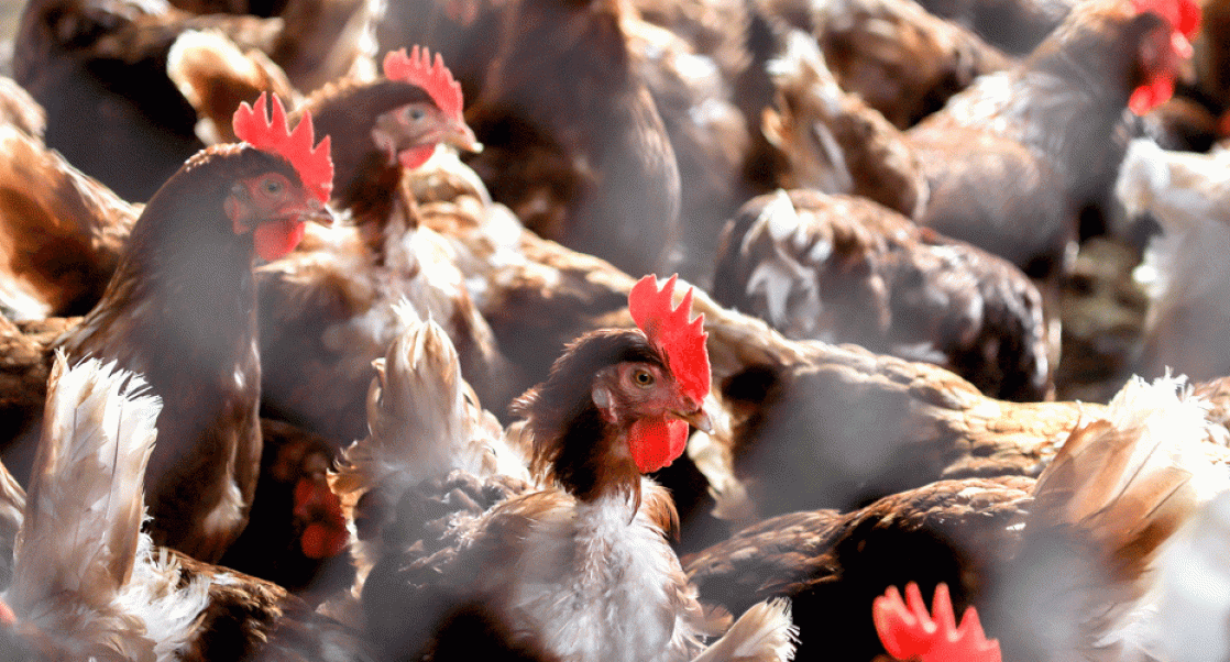 Flock of chickens. The impact of bird flu on poultry.