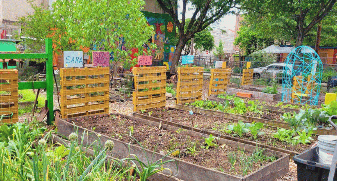 Community Garden where Debbie Letham volunteered. Her sabbatical in a Next-Gen Sequencing lab had surprising applications to this gardening work.
