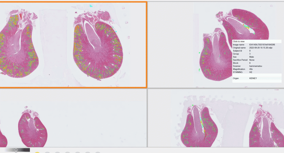 Computer-assisted diagnosis in preclinical research