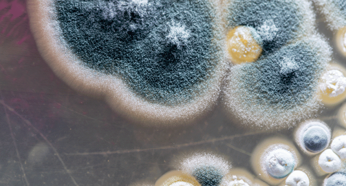 A fungus