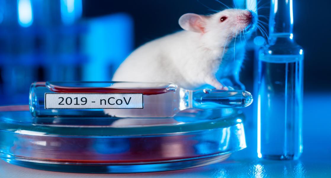 Research Mouse Models for COVID-19 Research