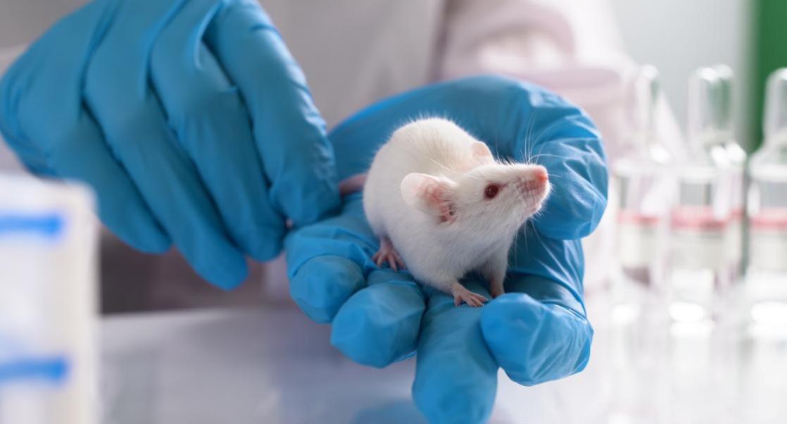 An image of mouse model used in research
