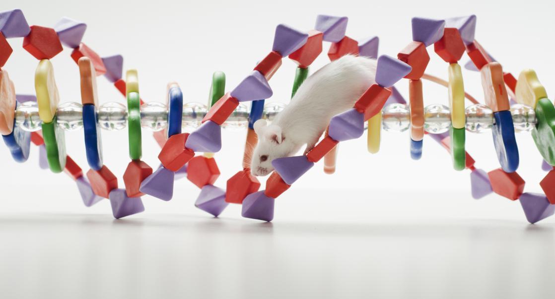 Mouse climbing a double helix.