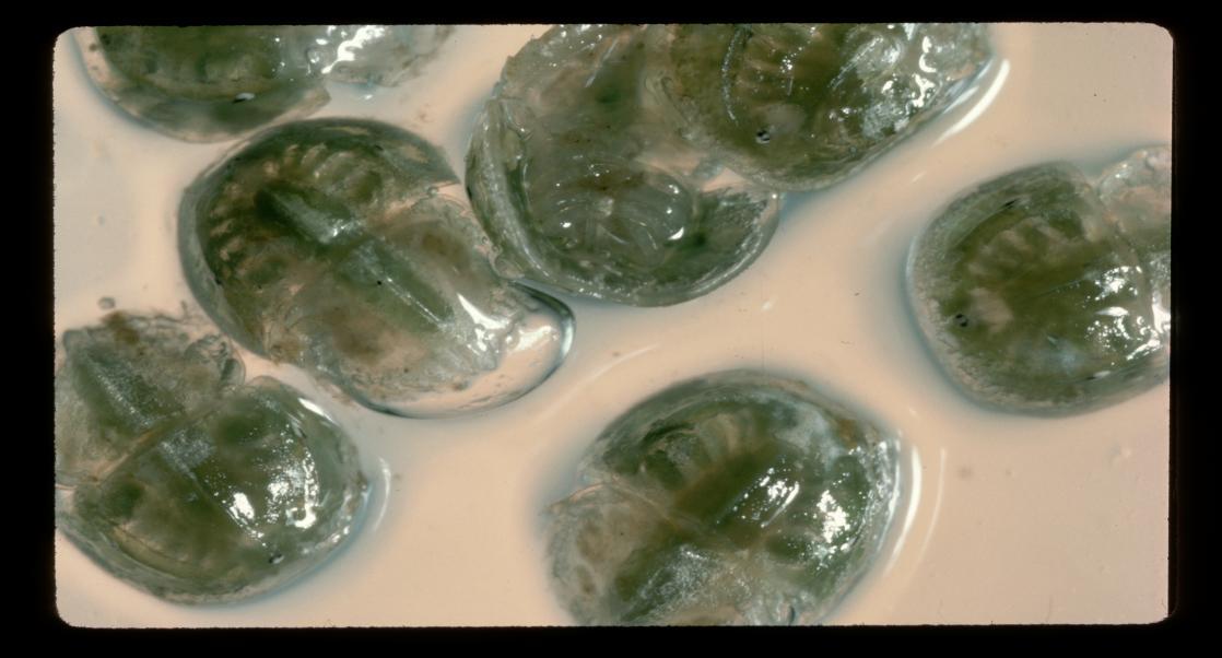 Horseshoe crab eggs, South Carolina nesting study