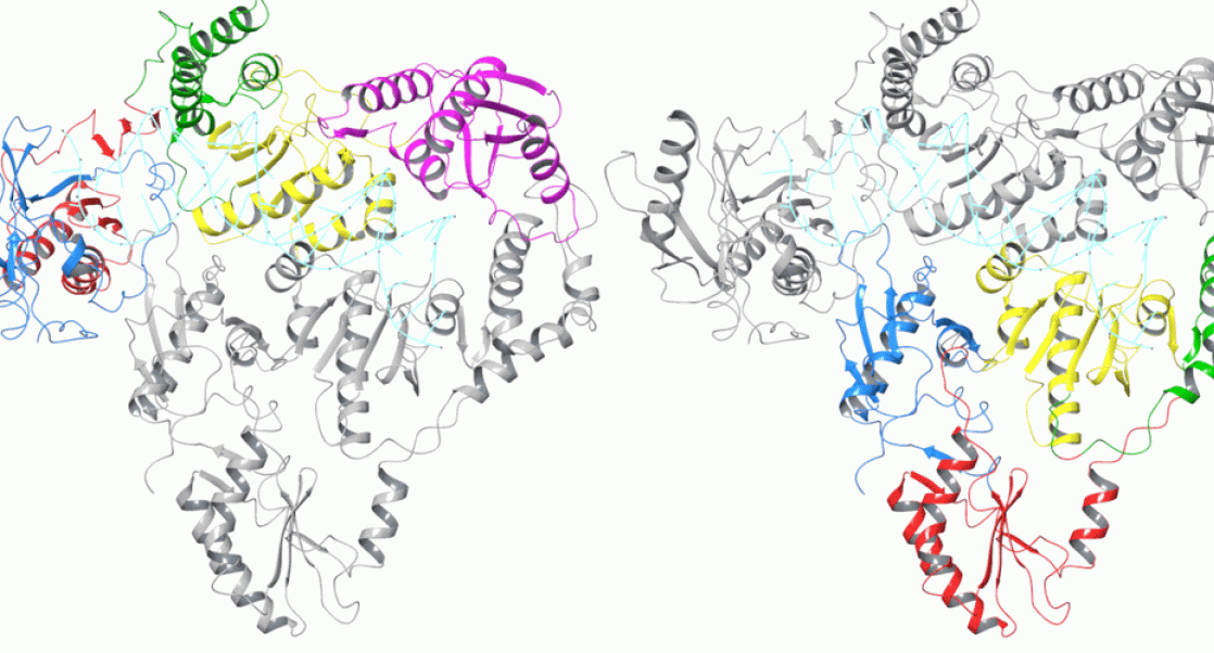 First-of-its-kind crystal structure of endogenous retroviral protein