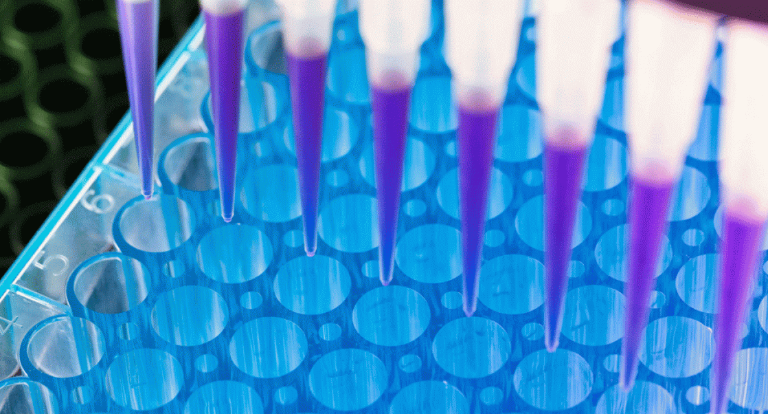 Pipetting in a 96 well plate. Image for liquid biopsy.
