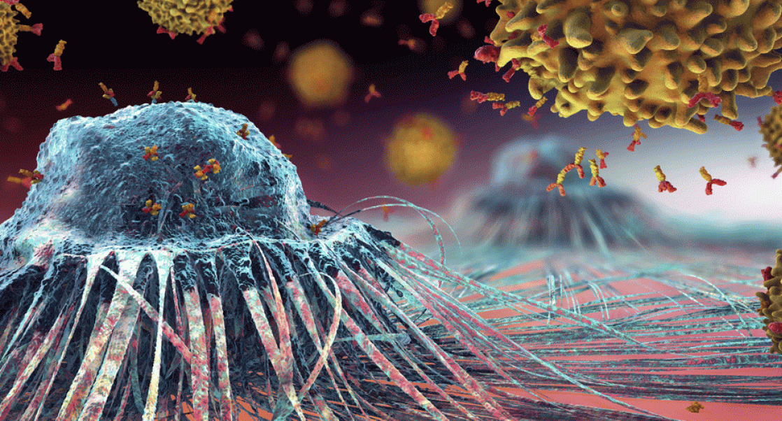 Lymphocytes attacking cancer cell