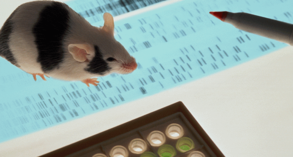 A research mouse on a DNA strip near stem cell solutions