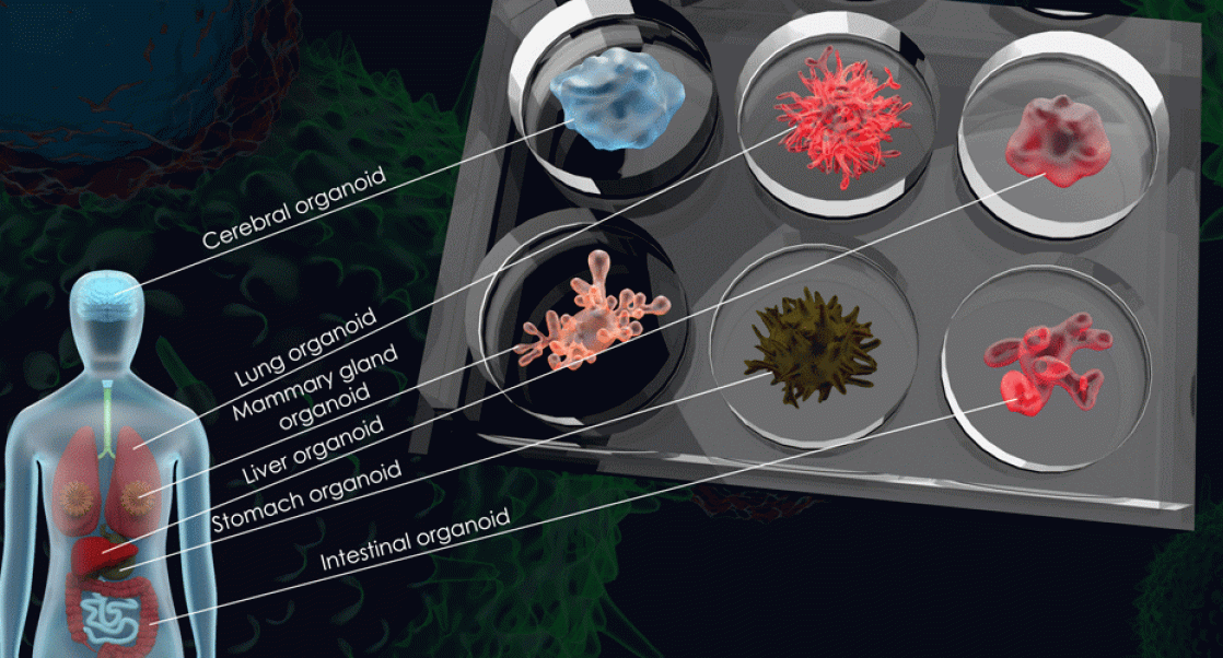 Human image next to six different organoids  