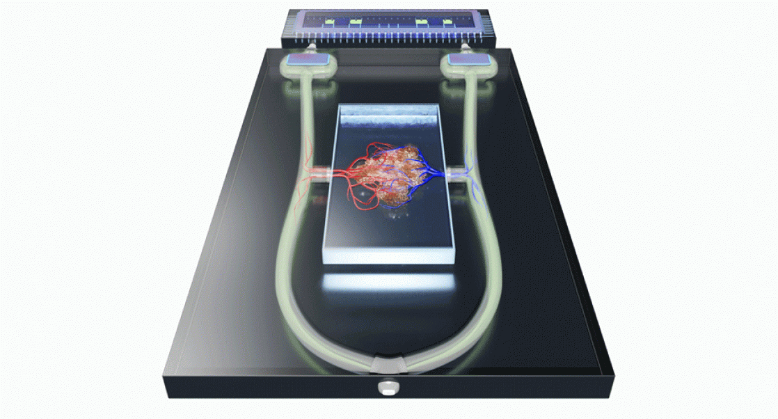 Organ-on-a-Chip 3D In Vitro Technology