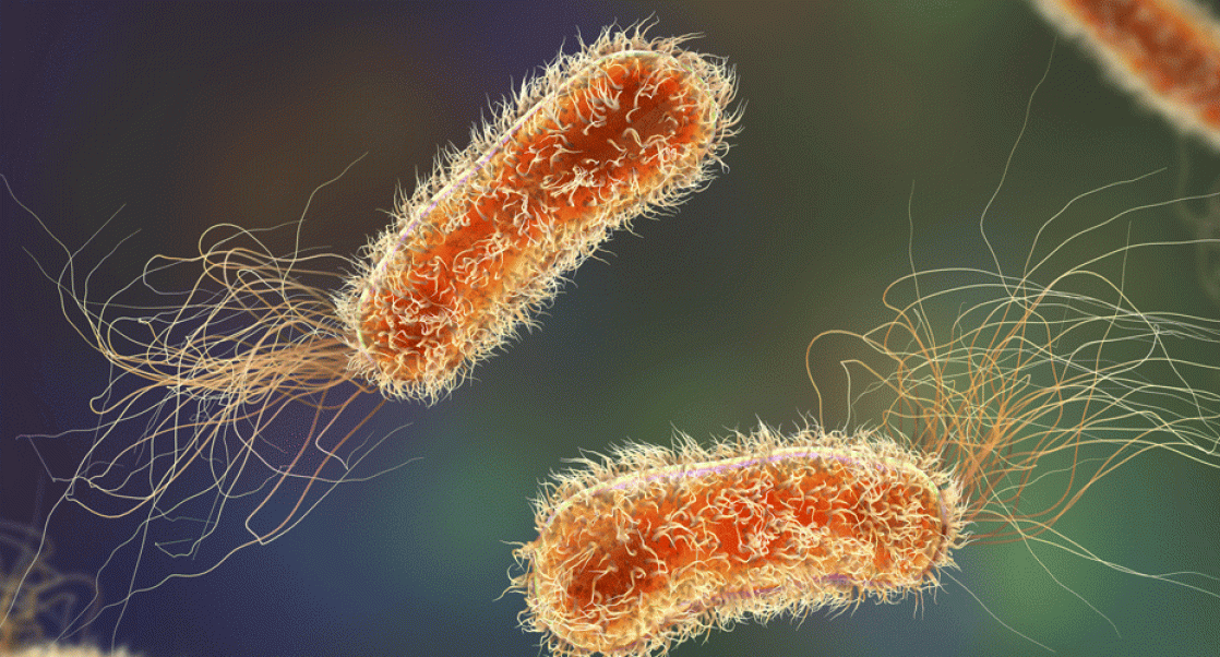 Pseudomonas aeruginosa 