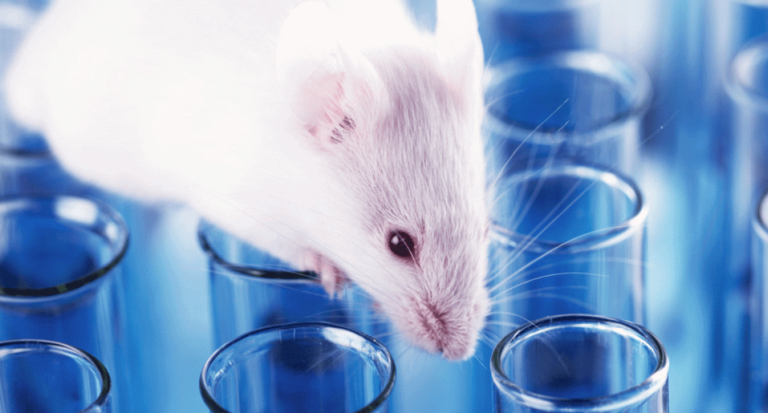 Research mouse on test tubes