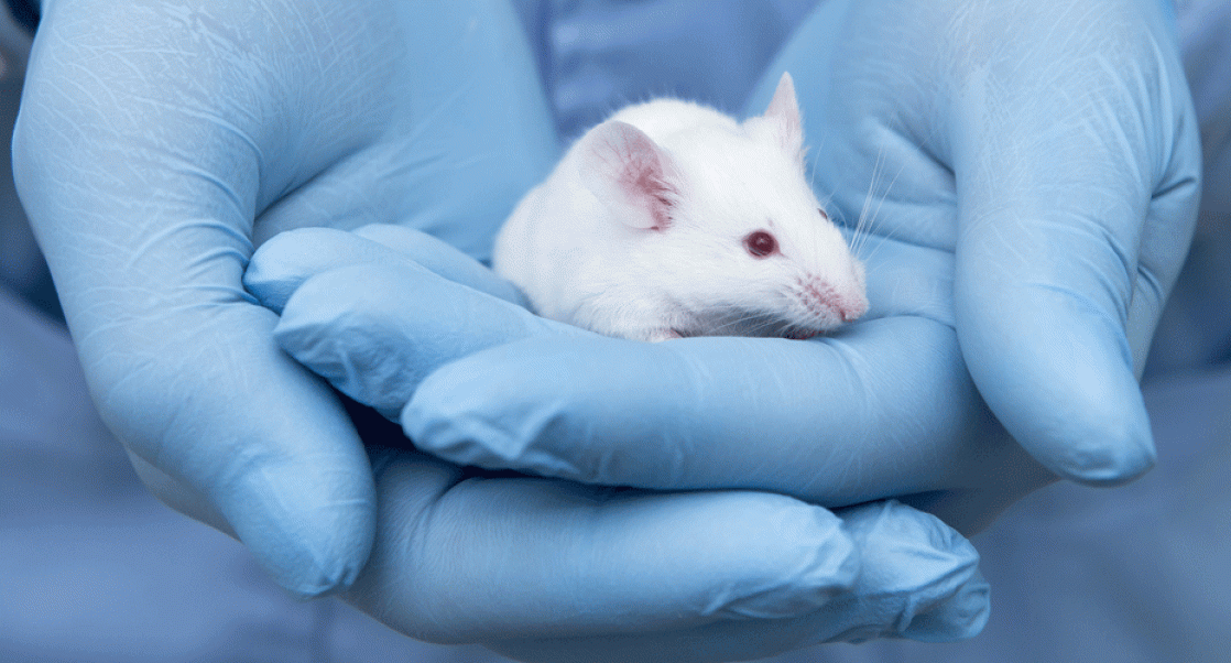 Animal technician cupping a research mouse in their hands