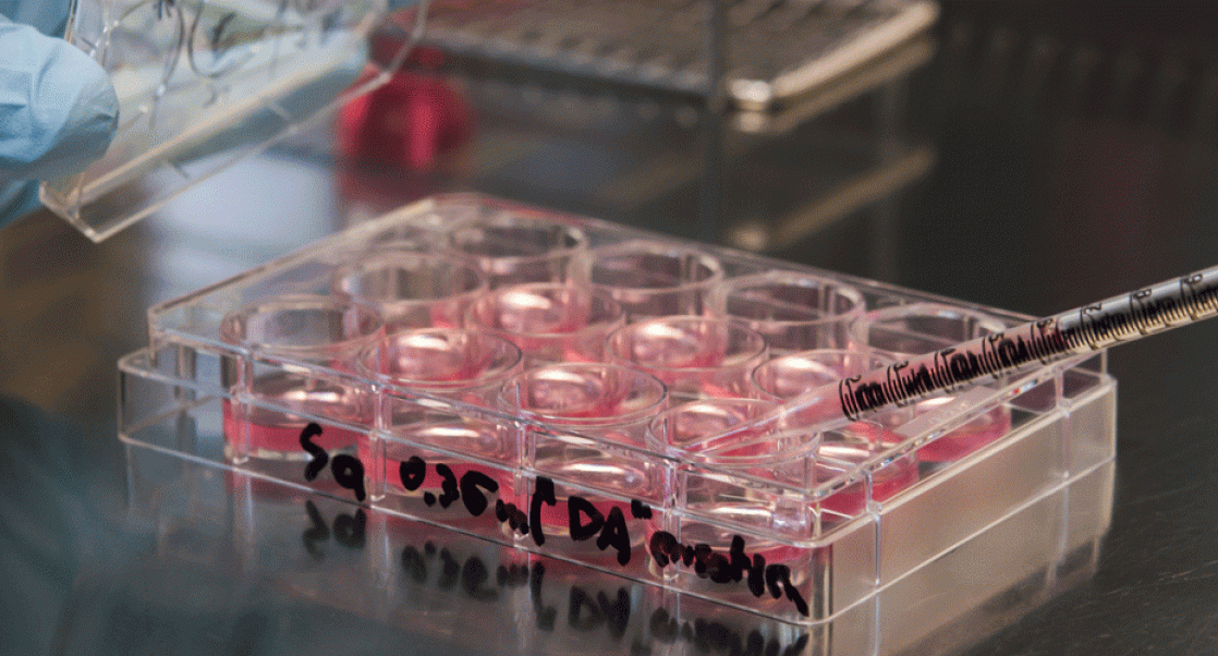 Stem Cell Culture in a Laboratory