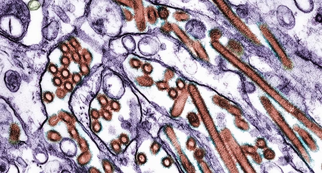 TMO of Bird Flu
