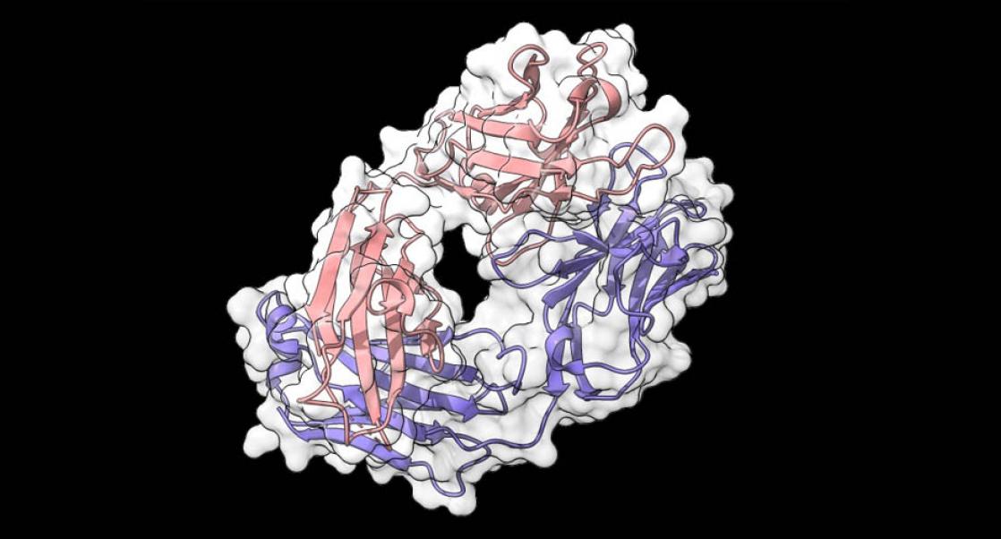 Fab or antibody fragment of the drug Herceptin