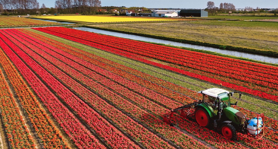 Tending tulip fields in Holland - -- relates to story about updates on pesticide testing in EUs.