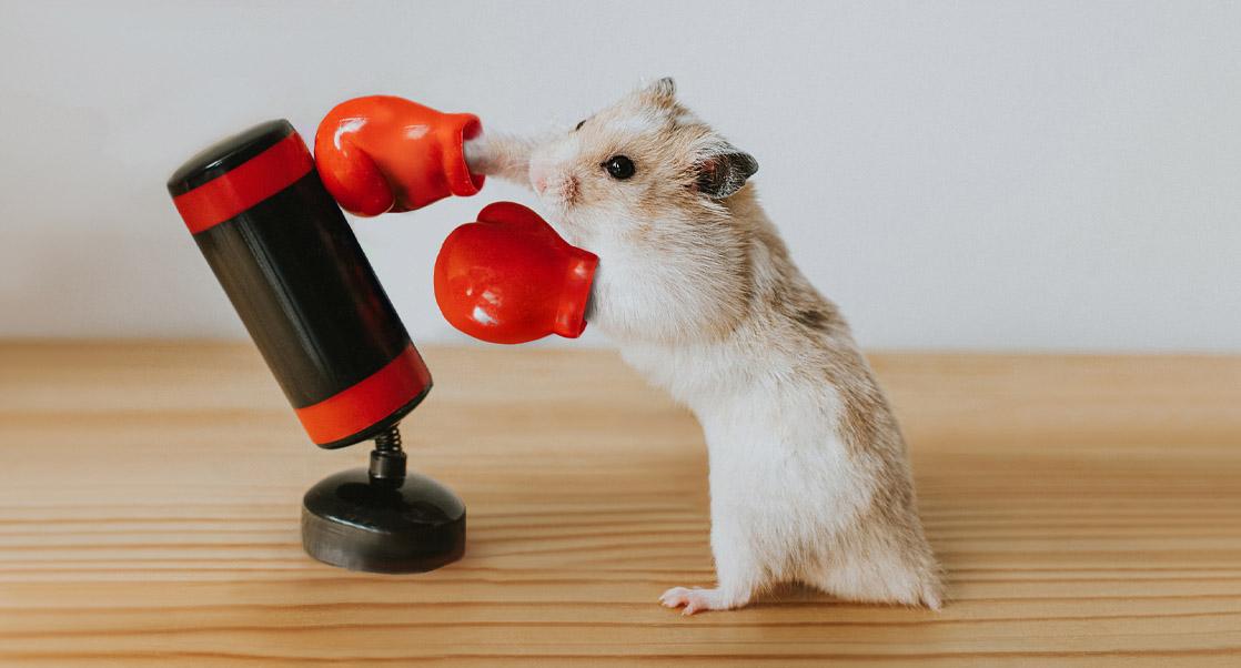 Boxing hamster