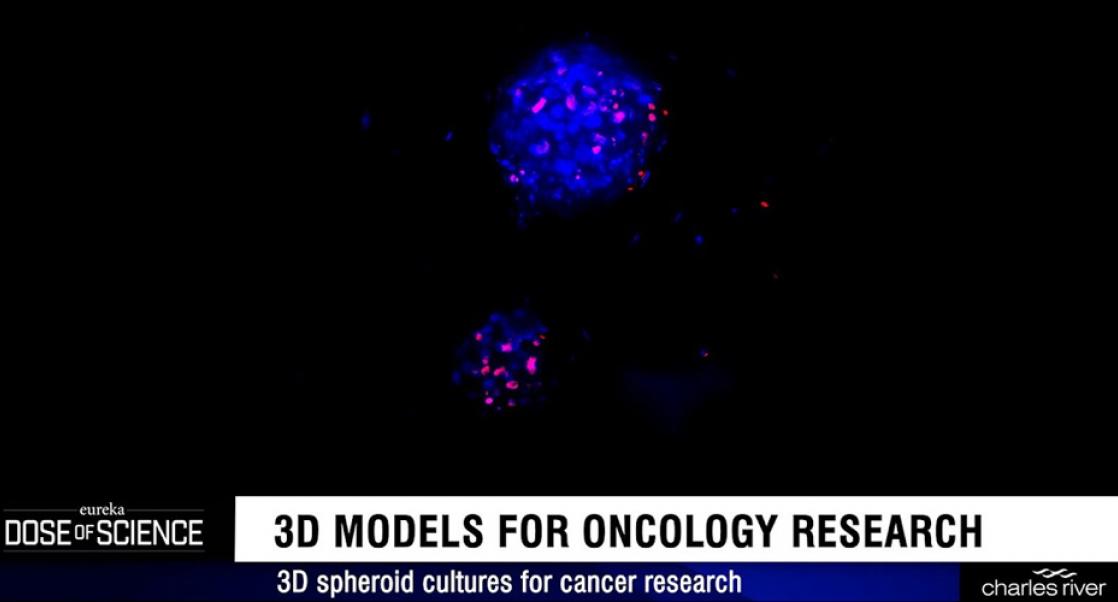 3D in vitro models in oncology