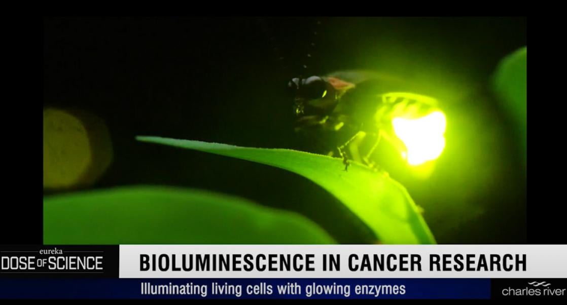 Bioluminescence in oncology research