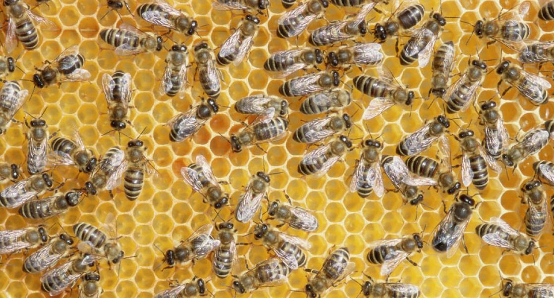 Honeybees in a hive