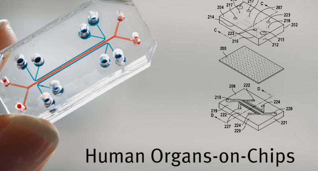 Organ-on-a-chip technology