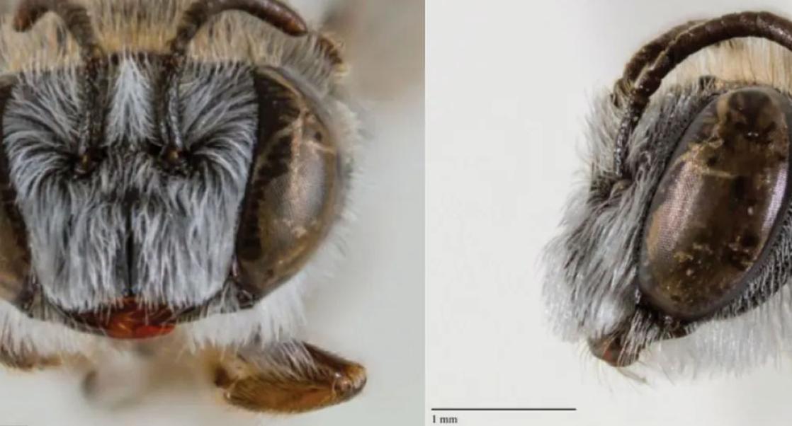 K. S. Prendergast, The Journal of Hymenoptera Research (CC BY 4.0, cropped)