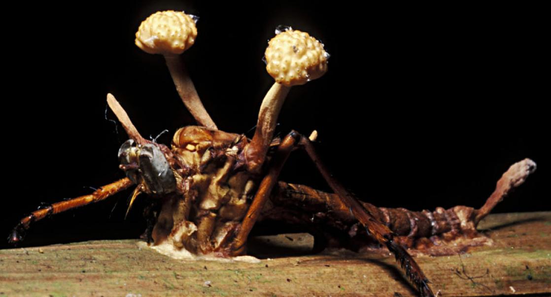 ant infected with cordyceps