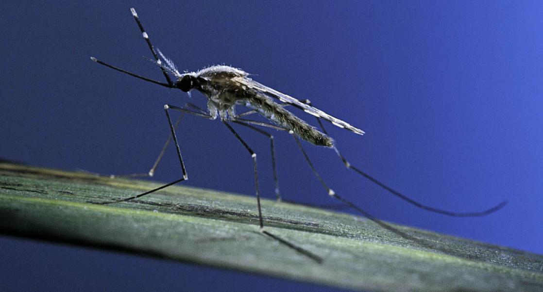 malaria mosquito