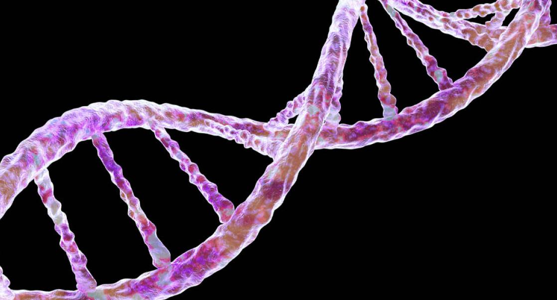 DNA containing SMPD1 gene, which is responsible for Niemann-Pick Disease