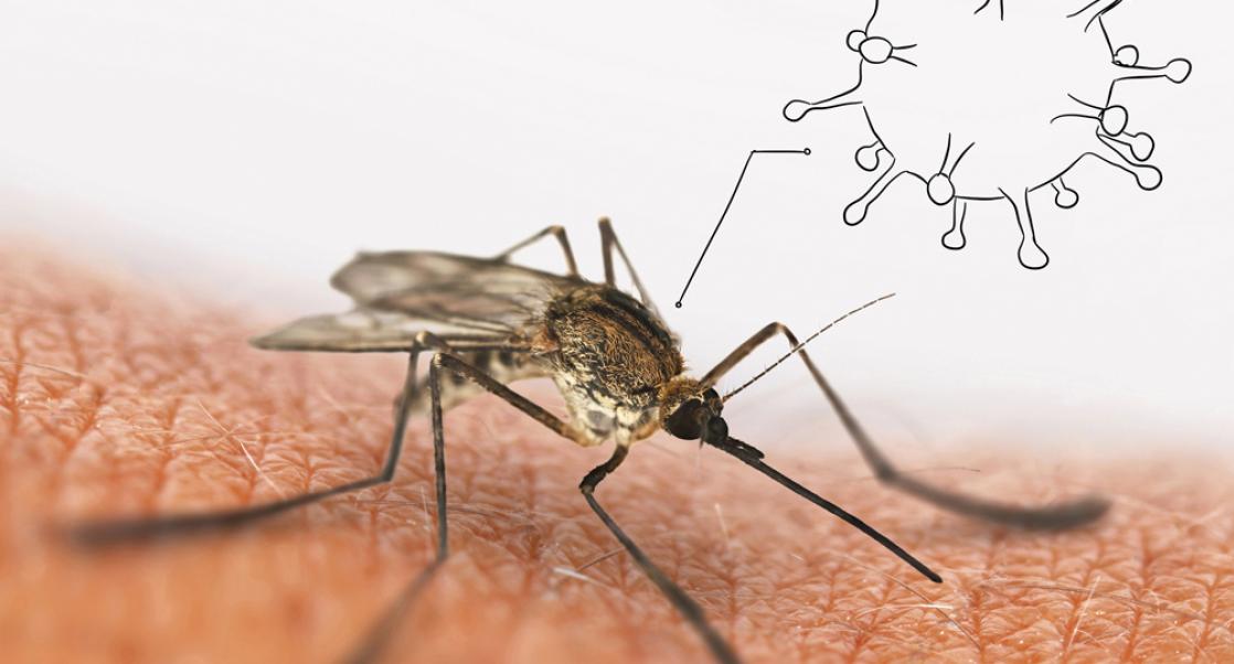 malaria-infected mosquito on skin