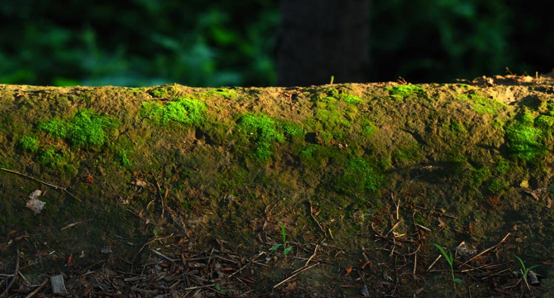 Can Allergies Reflect their Environment? (Abstract Science, Jan. 6 - 10)