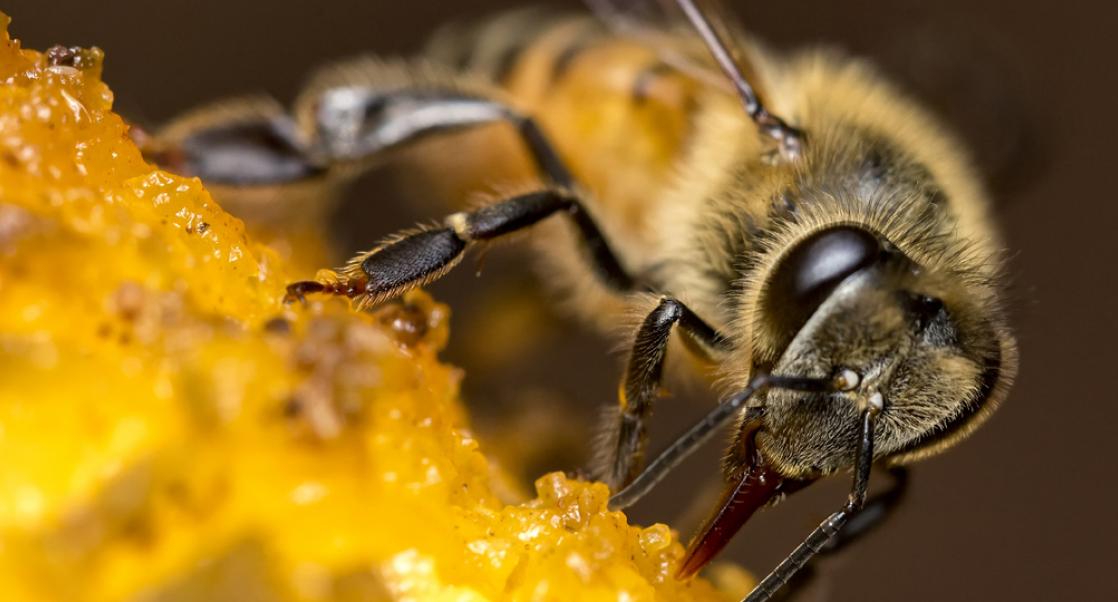 Mites that Bite, and Fossils in Sight (Abstract Science: Jan. 28 – Feb. 1)